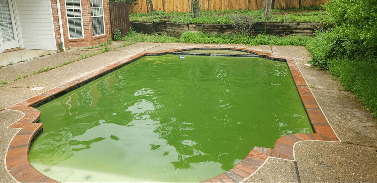 Professional Advice on Keeping Your Pool Algae-Free